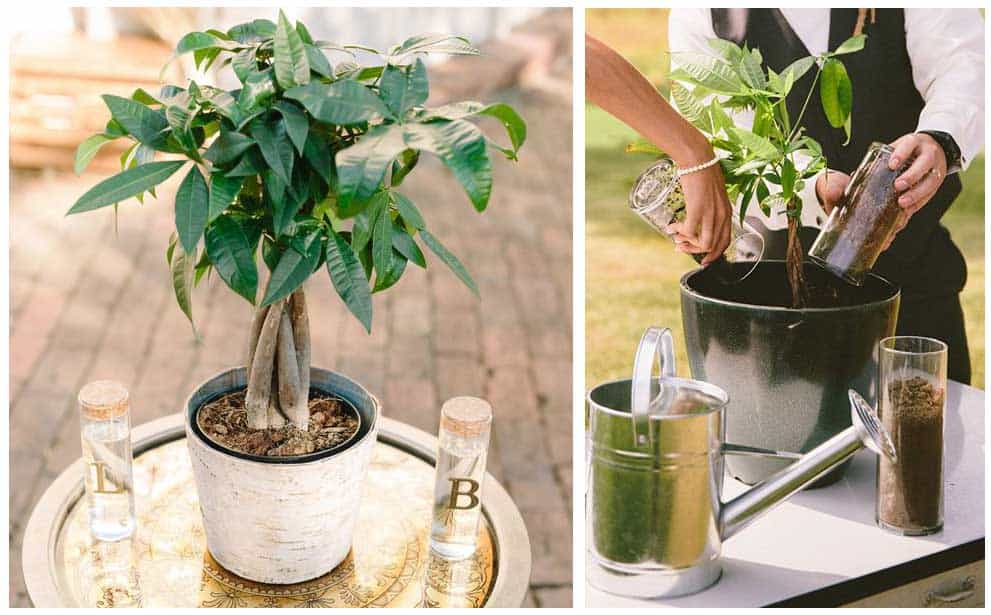 ceremonia-arbol-bodas-civiles-0